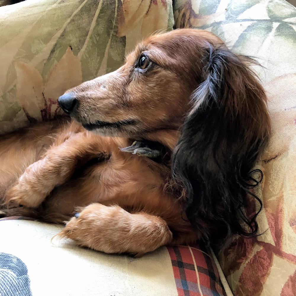 casey-ki curled on sofa