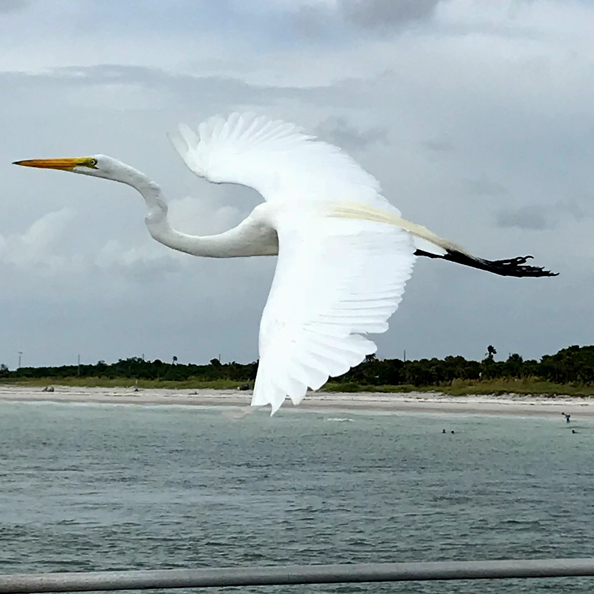 Egret in flight